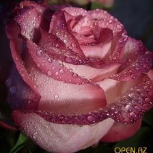 Cross stitch pattern: #998370