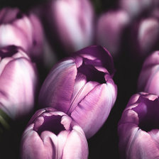 Cross stitch pattern: #998839