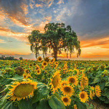 Cross stitch pattern: #1003622