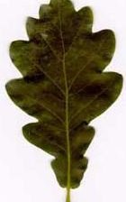 Cross stitch pattern: #1008145