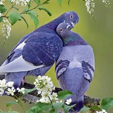 Cross stitch pattern: #1011621