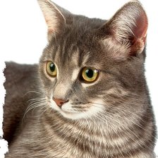 Cross stitch pattern: #1014055