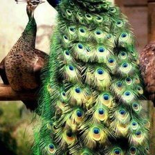 Cross stitch pattern: #1015747