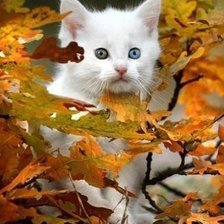 Cross stitch pattern: #1020108