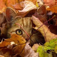 Cross stitch pattern: #1020112