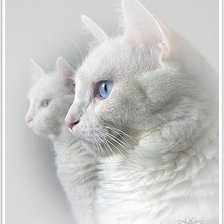 Cross stitch pattern: #1022162
