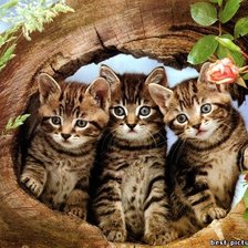 Cross stitch pattern: #1027511