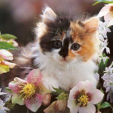 Cross stitch pattern: #1027524