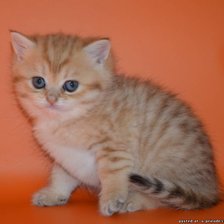 Cross stitch pattern: #1027535