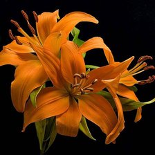 Cross stitch pattern: #1028587