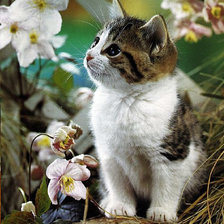 Cross stitch pattern: #1035715