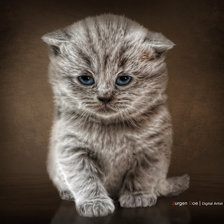 Cross stitch pattern: #1036128