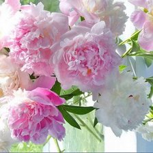 Cross stitch pattern: #1037650