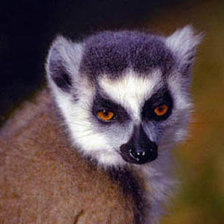 Cross stitch pattern: #1043737