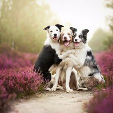 Cross stitch pattern: #1044069