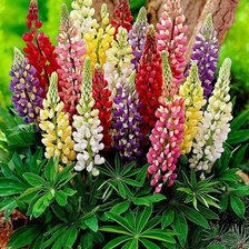 Cross stitch pattern: #1052566