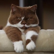 Cross stitch pattern: #1071710