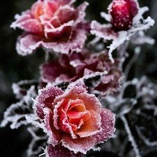 Cross stitch pattern: #1079011
