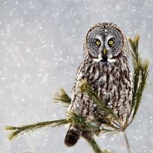 Cross stitch pattern: #1081025