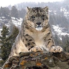 Cross stitch pattern: #1083017