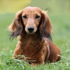 Cross stitch pattern: #1101452