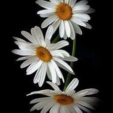 Cross stitch pattern: #1104490