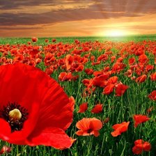 Cross stitch pattern: #1108160