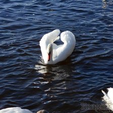 Cross stitch pattern: #1111351