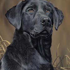 Cross stitch pattern: #1129044