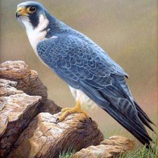 Cross stitch pattern: #1131187
