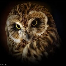Cross stitch pattern: #1133623