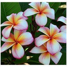 Cross stitch pattern: #1138703