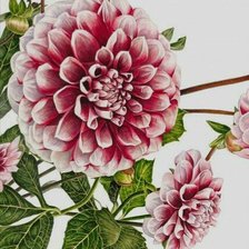 Cross stitch pattern: #1139436