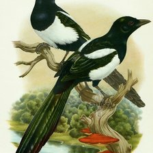 Cross stitch pattern: #1146301