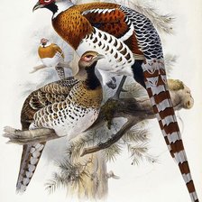 Cross stitch pattern: #1147186