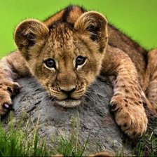 Cross stitch pattern: #1155223