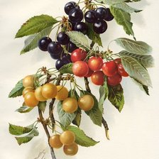 Cross stitch pattern: #1159964