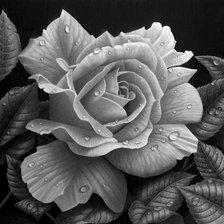 Cross stitch pattern: #1160039