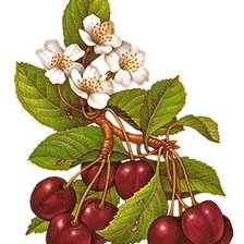 Cross stitch pattern: #1160578