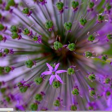 Cross stitch pattern: #1163180