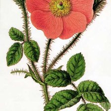 Cross stitch pattern: #1166439