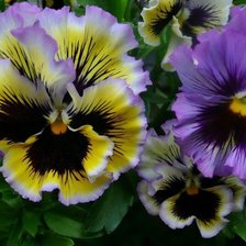 Cross stitch pattern: #1168865