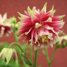 Cross stitch pattern: #1168892