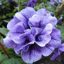 Cross stitch pattern: #1168948