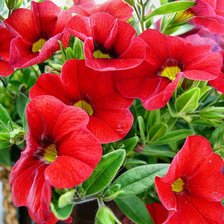 Cross stitch pattern: #1168977