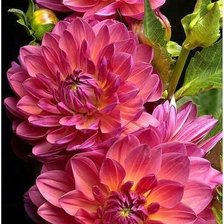 Cross stitch pattern: #1170143