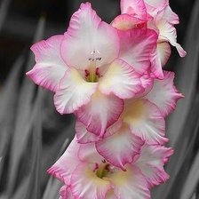 Cross stitch pattern: #1176006