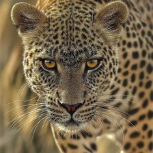 Cross stitch pattern: #1187669