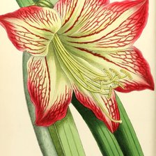 Cross stitch pattern: #1191885