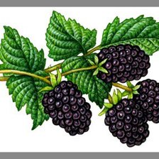 Cross stitch pattern: #1194439